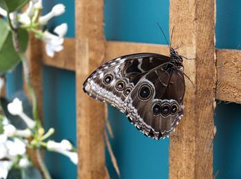 Close-up of butterfly on wooden fence