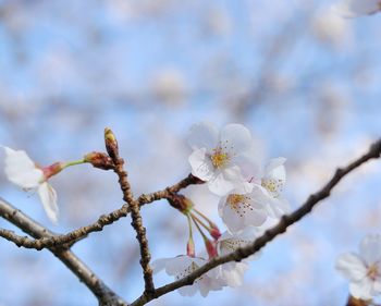 Low angle view of cherry blossoms in spring