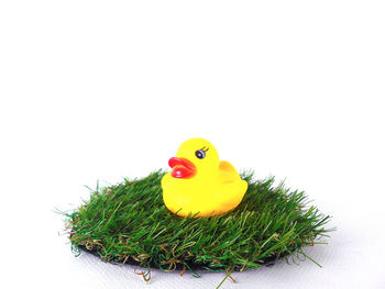 Close-up of a bird against white background