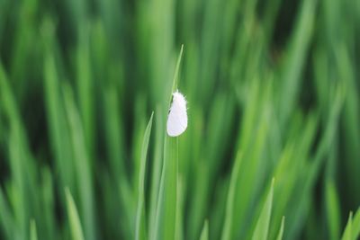 Close-up of white flower on field