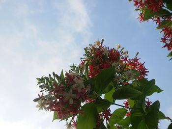 Low angle view of tree against sky