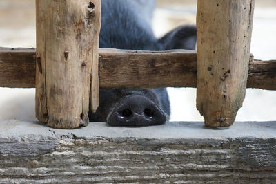 Pig nose amidst wooden fence on retaining wall at farm