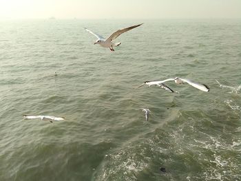 Seagulls flying over sea