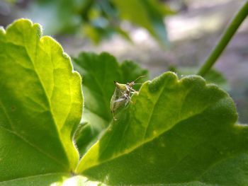 Close-up of insect on leaves