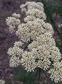 Close-up of flowers blooming outdoors