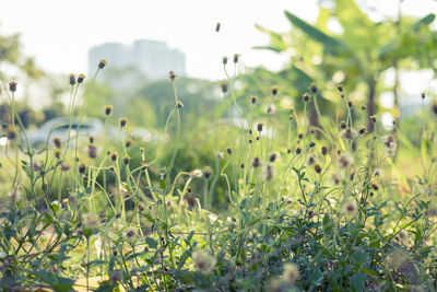 Close-up of flowering plants on field