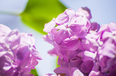 Close-up of pink flowering plant