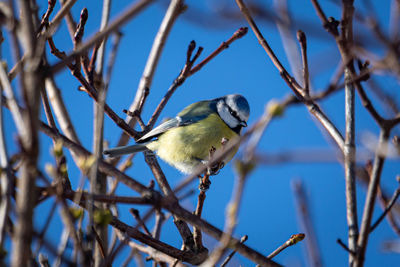 Low angle view of bird perching on branch