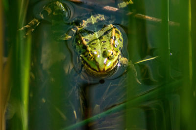 Close-up of frog swimming in lake