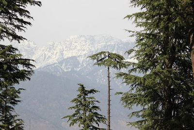 Low angle view of trees against sky