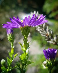 Close-up of purple flowers