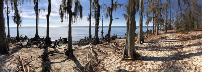 Panoramic shot of trees on beach against sky