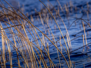 Close-up of dry grass on the beach