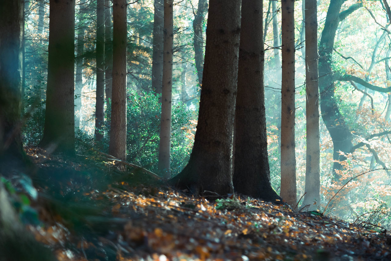 VIEW OF TREES IN FOREST