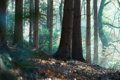 Trees growing in forest