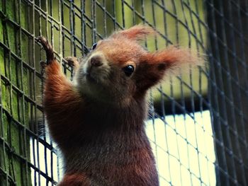 Close-up of squirrel climbing on chainlink fence