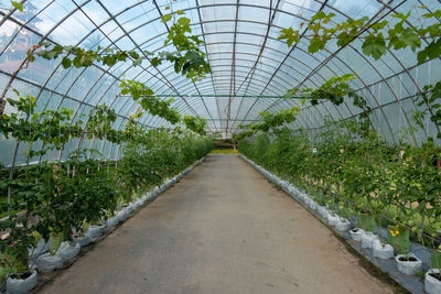 Plants growing in greenhouse