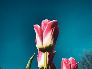 Close-up of pink flower