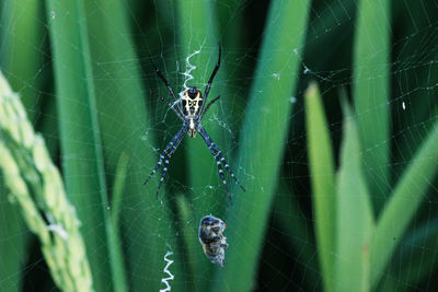 Spider on web