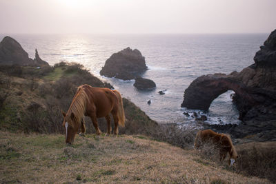 Scenic view of sea shore