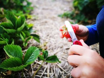Cropped hands of woman cutting strawberry at farm
