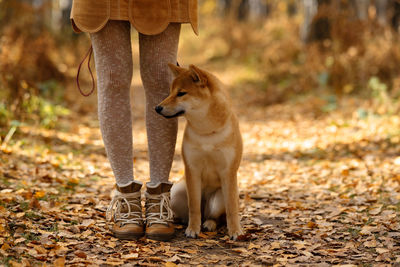 Beautiful woman walking shiba inu dog in fall forest. autumn mood