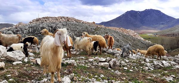 Horses in a field