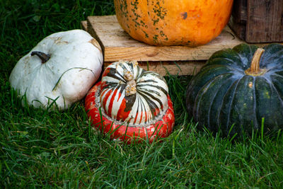 View of pumpkins on field