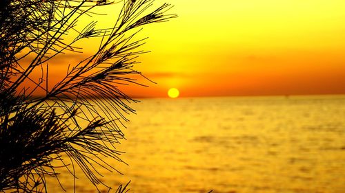 Silhouette plant against sea during sunset