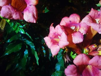 Close-up of pink flowering plants