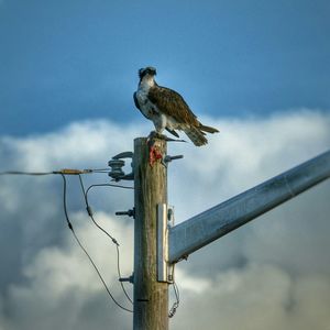 Low angle view of birds perching on pole against clear sky