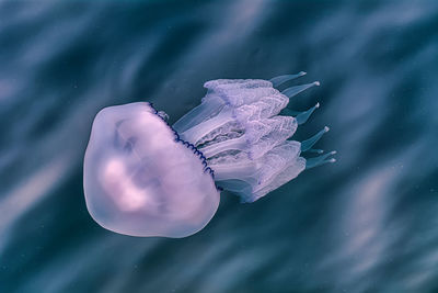 Close-up of jellyfish in sea