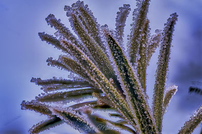 Close-up of wet plants during winter