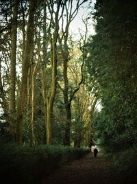 Rear view of man walking amidst trees in forest