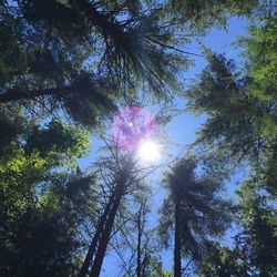 Low angle view of trees in forest