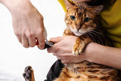 Man shearing cat's claws at home, close-up. mens hand hold scissors for cutting off cat's claws.