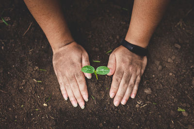 Close-up of person hand holding leaf