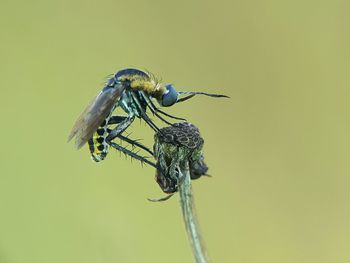 Close-up of insect perching on leaf