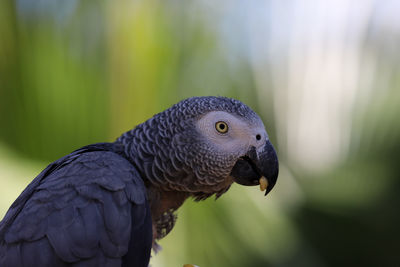 Close-up of a parrot