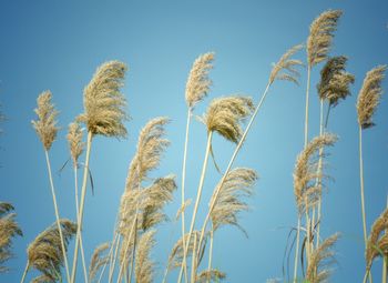 Low angle view of fresh plants against clear blue sky