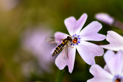 Close-up of insect on purple flower