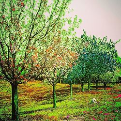 Trees growing on field