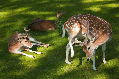 Deer in a field