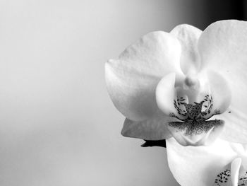 Close-up of flower in vase