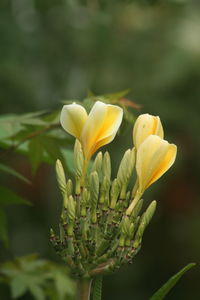 Close-up of yellow flowering plant