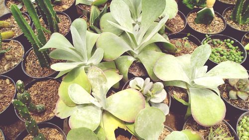 High angle view of plants growing on field
