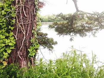 Trees growing by lake against sky