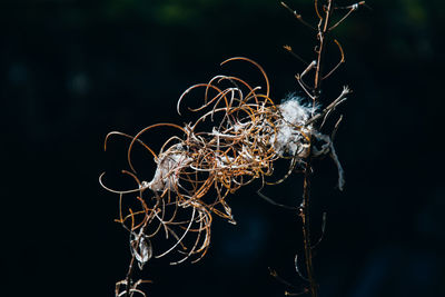 Close-up of wilted plant outdoors