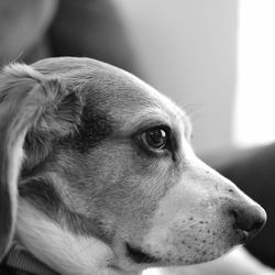 Close-up of dog looking away at home