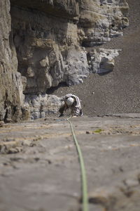 View of insect on rock